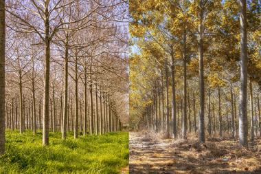 החורשה במבט של 4 חודשים