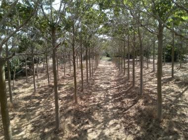 חורשת הפאולינות 