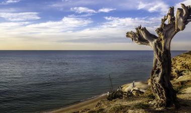 העץ בקצה הצוק
