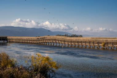 אגמון החולה