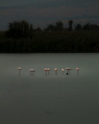 שקיעה ופלמינגו הולכים טוב ביחד 