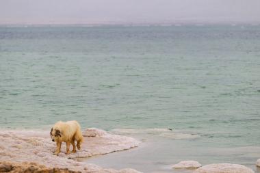 עוג הפירנאי הענק בעין בוקק