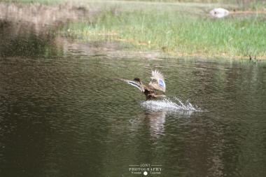 בימות החורף יש כמו אגם כזה שלא נמצא בימות הקיץ