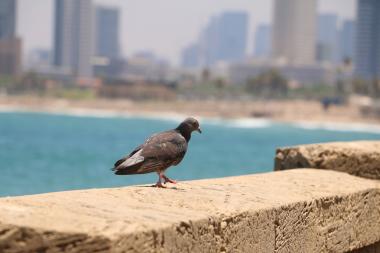 יונה ורקע החוף