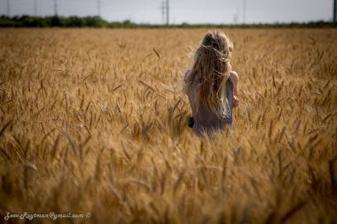 שדה חיטה ליד המושב גן הדרום