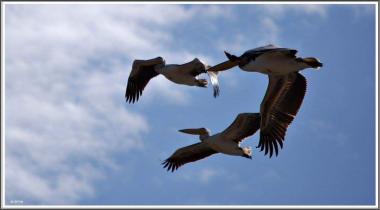 שקנאים שעברו במקום