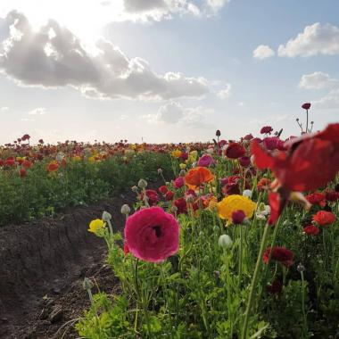 שדה נוריות בגן יבנה אסור לקטוף