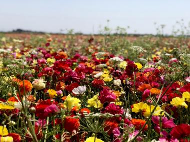 שדה פרחים גן יבנה