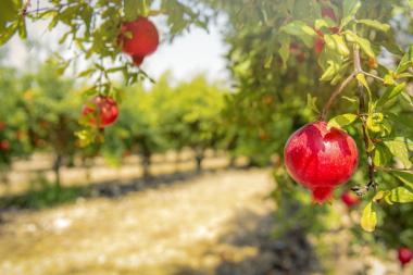מטע רימונים