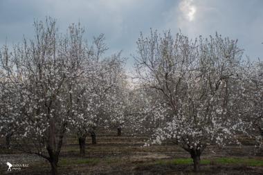 פריחת השקדיות בלטרון