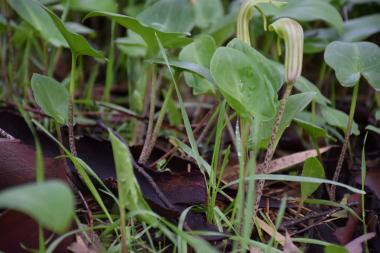 חורשת הסרגנטים