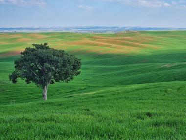העץ הבודד בתרונות רוחמה