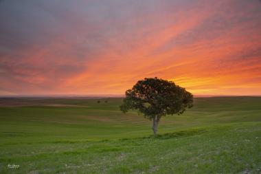 זריחה אדומה ברוחמה