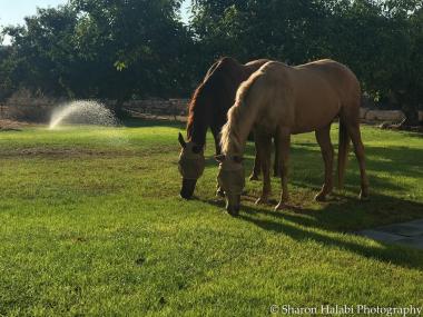 סוסים בגינה