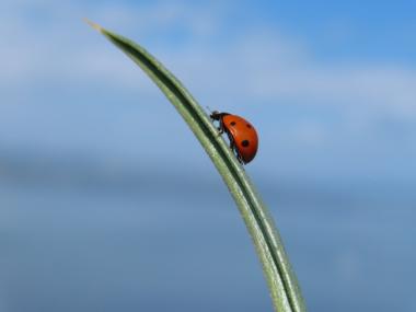 על רקע הכינרת