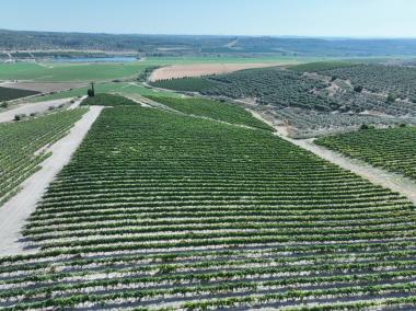 שדות בגבעת שמש רטורנו