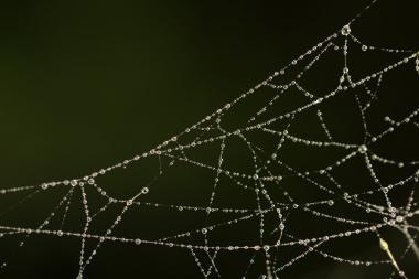 על קורי עכביש