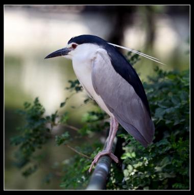 ספארי רמת גן 135ממ
