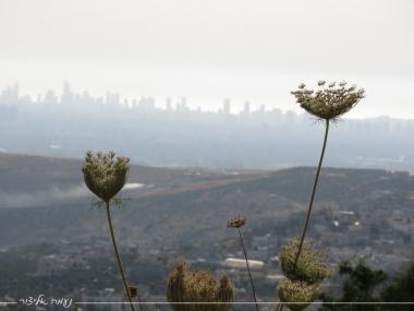 פרחים על רקע המרכז