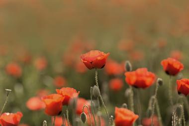 שדה פרגים ליד קיבוץ דליה