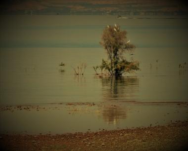 עפות משקיפות על מצב הדגים במים
