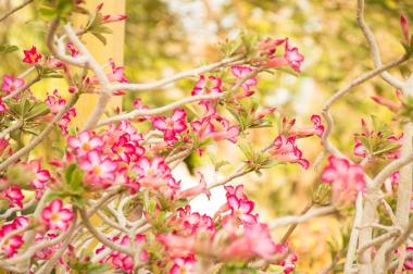 הגן הבוטני קיבוץ עין גדי