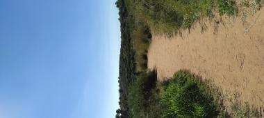 גבעת הכורכר