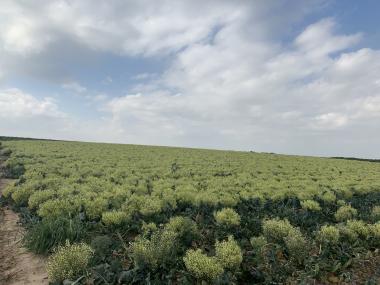 שדה ברוקולי בתרונות רוחמה 