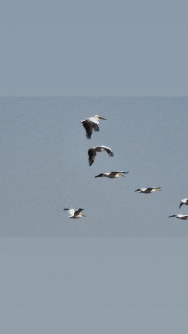 נדידת הציפורים במרום מהמצפור