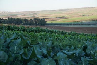 הנוף מהערוגות בחווה