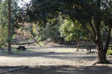 חורשה בכניסה ליער