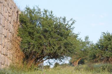 עץ בסמיכות למבנה העתיק