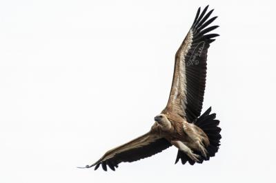 שמורת טבע גמלא שמורת טבע גמלא