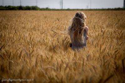 שדה חיטה ליד המושב גן הדרום