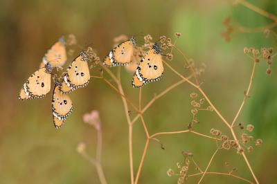 אחו בנימינה אחו בנימינה