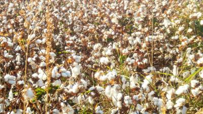 שדה כותנה שדה כותנה