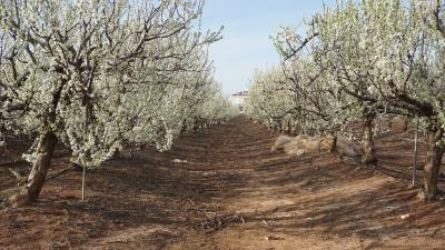 שקדיות בכפר סירקין שקדיות לבנות