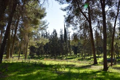 יער קולה יער קולה