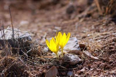 מעלה רחבעם, נוקדים, גוש עציון מעלה רחבעם, נוקדים, גוש עציון
