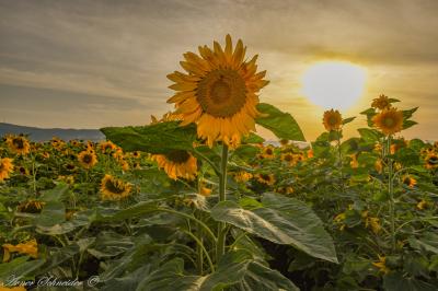 צילום חמניות