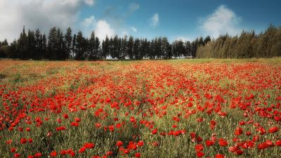 שדה פרגים ליד קיבוץ דליה שדה פרגים ליד קיבוץ דליה
