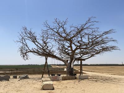 חורשת הבנים והעץ חורשת הבנים והעץ