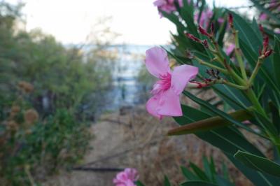 מצחייה ומים בבית הקברות כינרת