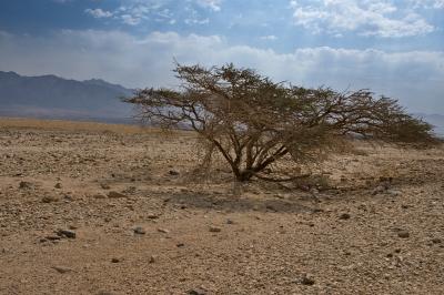 הכביש לפארק תמנע עץ בודד במדבר