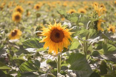 לטרון פריחת החמניות