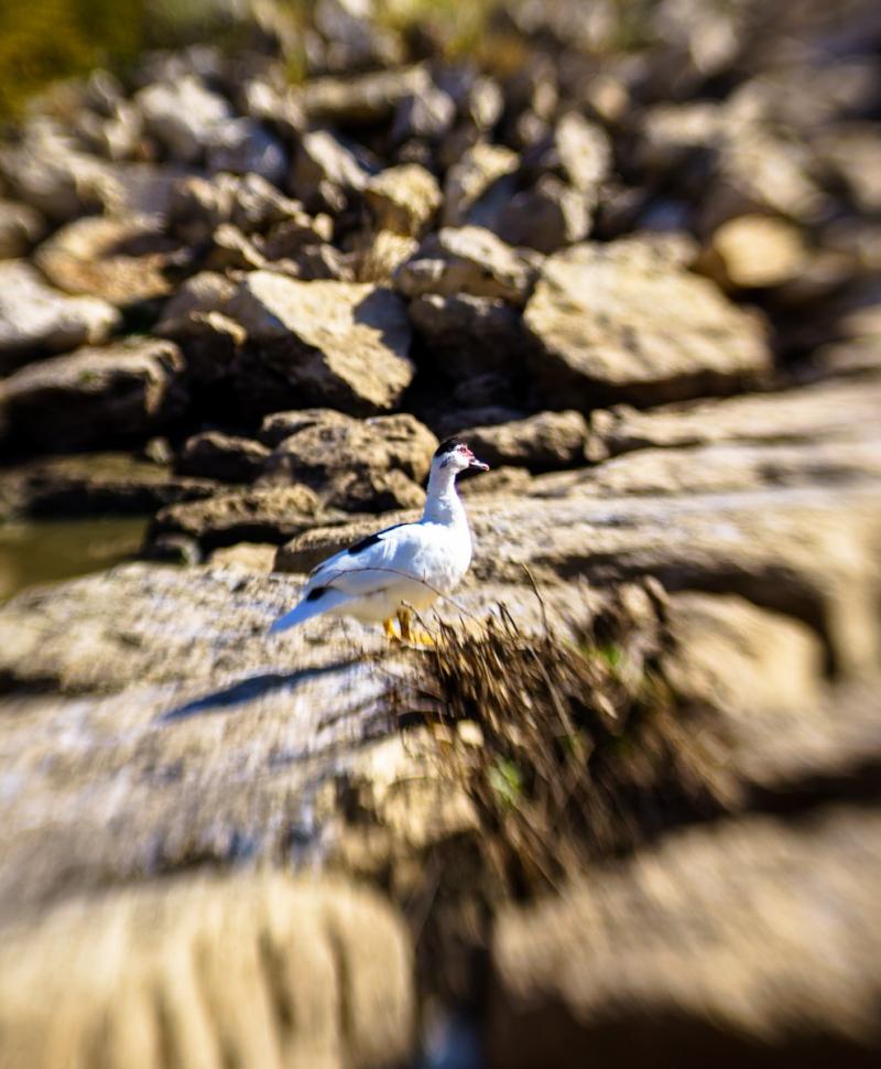 עדשה Lensbaby