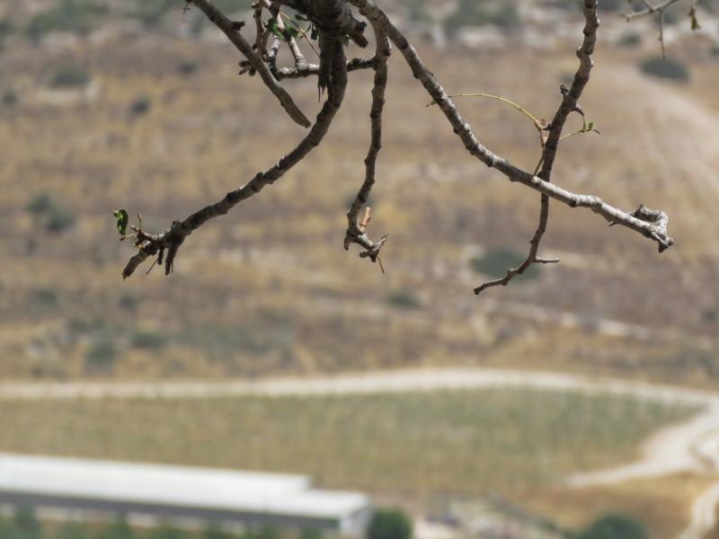 חורבת שוכה גבעת התורמוסים