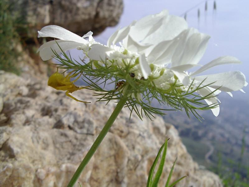 צוק מנרה, התחנה האמצעית