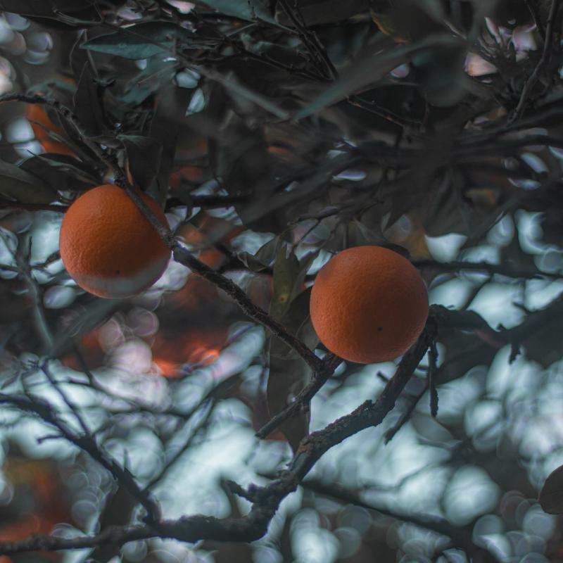 עץ תפוזים בבית הנערה