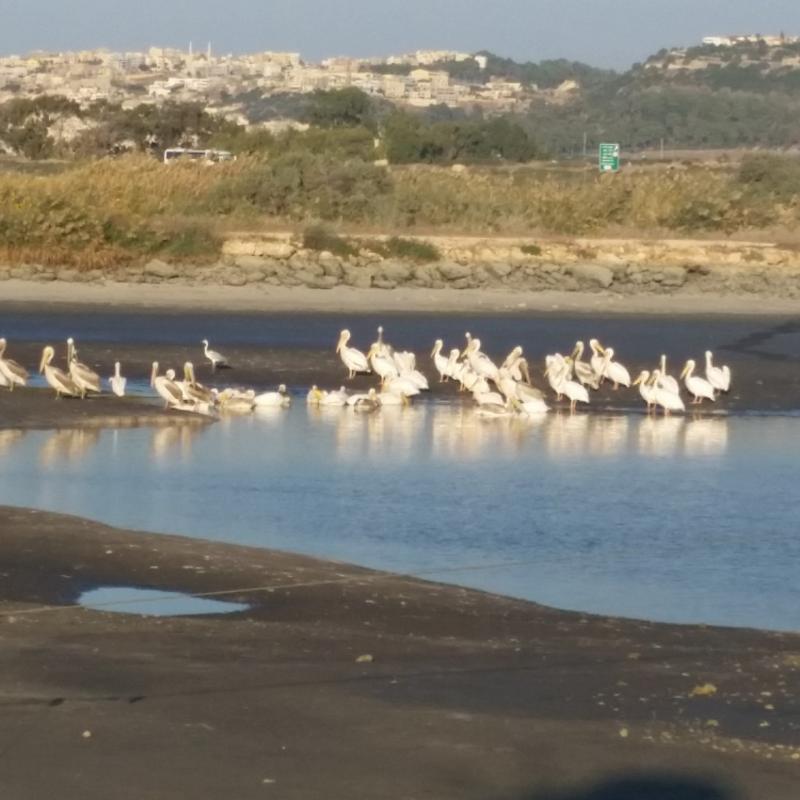 השקנאים בבריכות מעין צבי